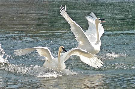 Swans - birds, animal, water, swan, wings