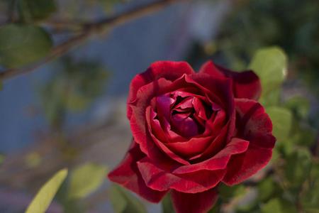 Rose - leaves, flower, nature, rose