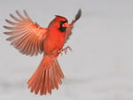 Cardinal in Flight F2