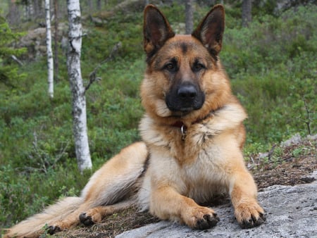 KING SHEPHERD - nature, dogs, puppies, german shepherds, tree, rocks, animals, wolves