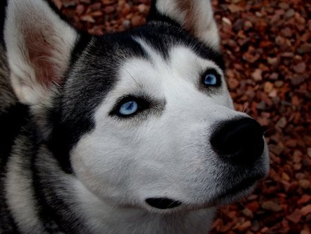 THIS IS FOR LEEKITA - pebbles, eyes, puppies, pretty dogs, huskies close up, wolves, nature, dogs, blue eyes, huskies