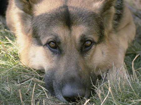 German Shepherd Up Close