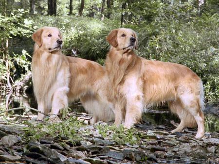 Golden Pairs - animals, rocks, forests, dogs, pairs, golden retrievers, golden animals, nature