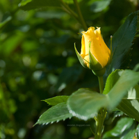 yellow rose wallpapers