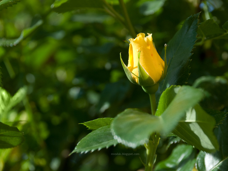 yellow rose wallpapers - yellow rose, yellow and green rose wallpapers, yellow wallpaper, yellow rose wallpapers