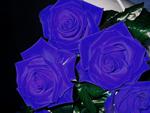 Blue Roses