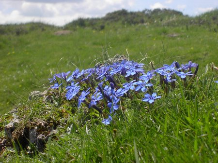 Viorele - flowers, primavara, viorele, blue, flori, albastre