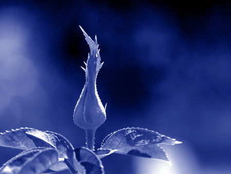 Boboc de  trandafir - trandafir, nature, blue, rose, flower, albastru