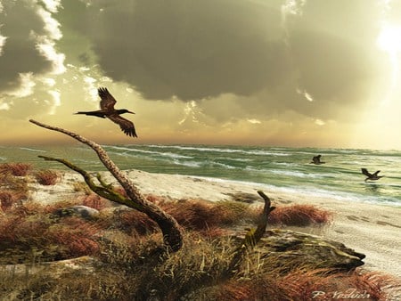 The black skimmer - oceans, evening, sun, sunset, dark sky, birds