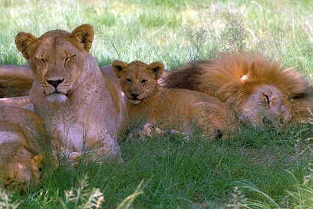 Relaxing Sunday - male, lions, lioness, cub, shade, grass, family