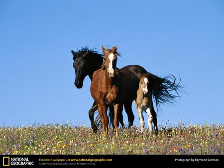 THE WILD HERD - brown foals, black stallions, animals, ponies, mare, nature, horses, stallion, foal, chestnut mares, grass, asia, herd