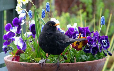 Black_bird with Flower - animals, bird, black, nice, flowers, nature, blue