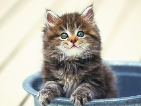 Nice Kitten - kitten, eyes, nice, cat, animals