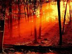 Burning-Forest