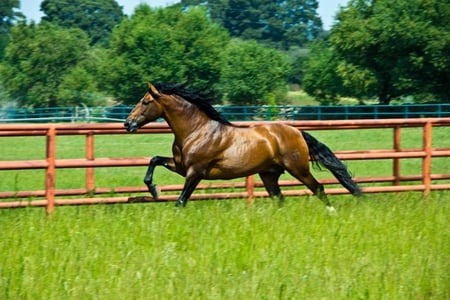 Bay Andalusian - spanish, horses, bay, andalusian