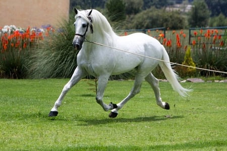 White Prince - horses, white, andalusian, spanish