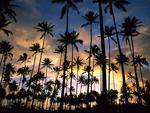 Kauai_Palms_Hawaii