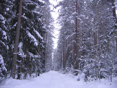 Real Latvian Winter - winter, nature, latvia, snow