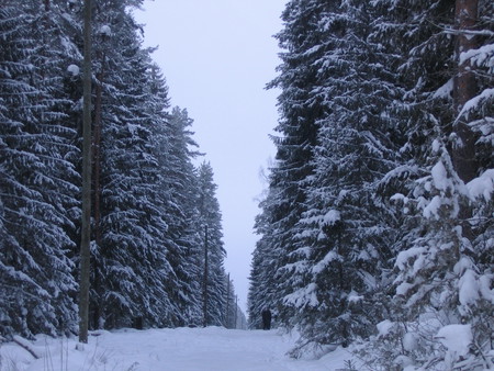 Real Latvian Winter - winter, nature, latvia, snow