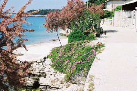 Seaside - flowers, seaside, nature, croatia