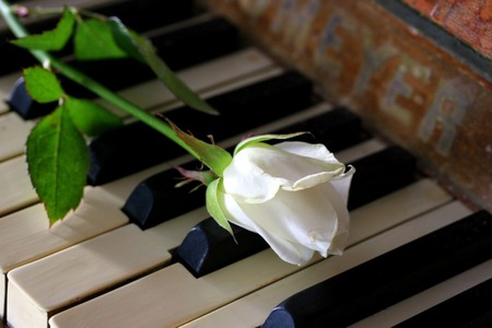 Simple Melody - piano, white rose, piano keys, rose, flower