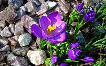 Crocuses - crocuses, nature, purple, green, flowers, spring, rocks