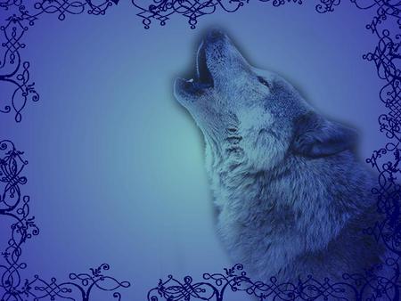 Blue Wolf - animal, wolf, animals, blue