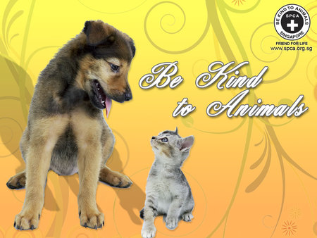 Love Your Pets - pets, yellow, puppies, adoption, spca, kittens, dogs, aspca, cats, love the pets, shelter, animals