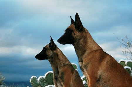 2 Canine Dogs - police dogs, cactus, rocks, wolves, nature, german shepherd, dogs, canine, canis lupus, loyal dogs