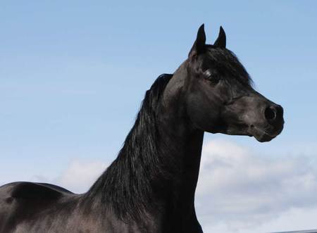 Trevallon - black, stallions, animals, arabians