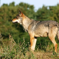 Grey Wolf Watching