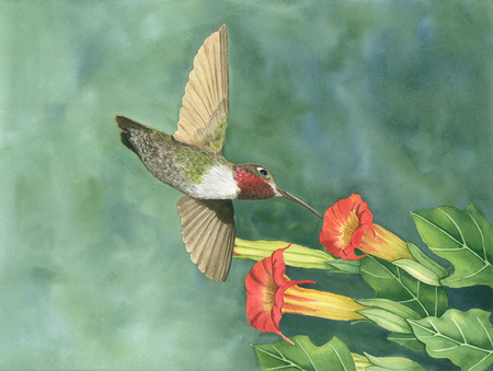 RUBY REDTHROAT - red, ruby, hummer, throat, painting