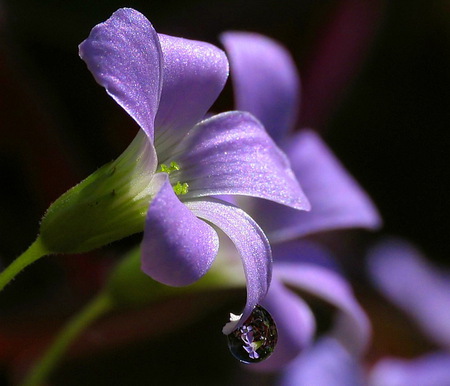 Little dew drop - purple, dew drop, green, black background, flower