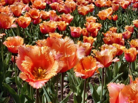 Frills in the fields - tulips, frilly, green, field, orange