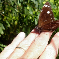 A butterfly landed on my hand