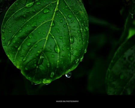 monsoon - india, dark, rain, kerala, green, leaf, cute, monsoon