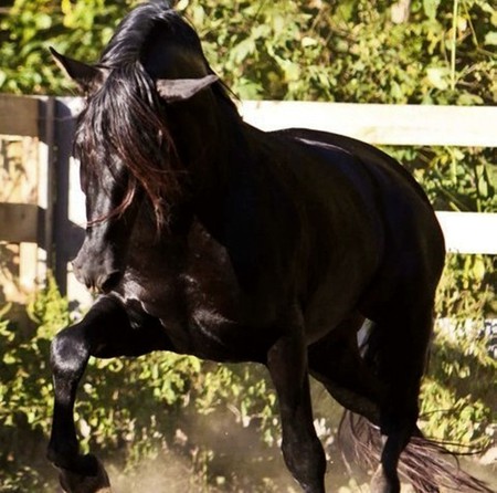 Rebel - horses, andalusian, black, spanish