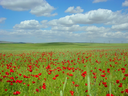 beautiful nature - clouds, poppies, blue, flowers, white, red, green, field, sky