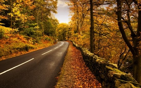 AUTUMN DRIVE - clean, autumn, peaceful, beautiful, road