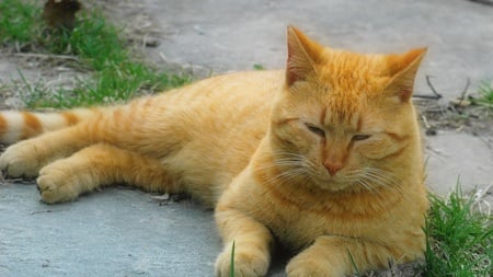 CAT TAKING A CATNAP - color, animal, yellow, cat