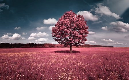 salmon spring - beauty, sky, summer, field, nature, bright, pretty, pink, clouds, tree