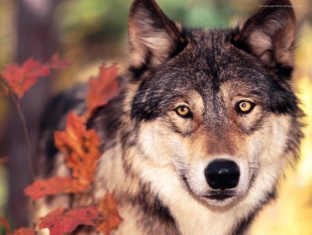 WOLF - animal, forest, carnivore, wild