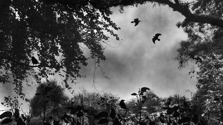 Where Ravens Rest - trees, birds, fog, mystical, death, firefox persona, ravens, mist, black and white