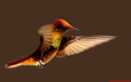 In Flight - nature, colorful, fly, hummingbird