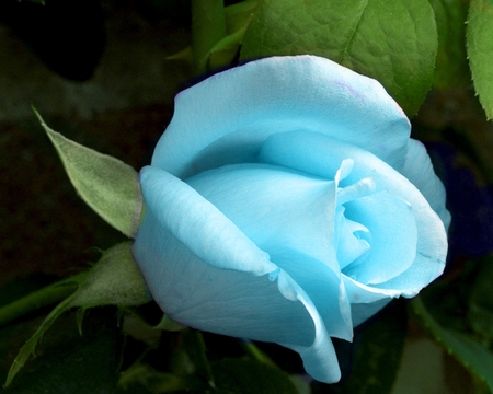 Soft blue rose - nature, rose, blue, flower