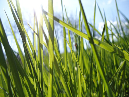 Green nature - nature, green, grass, spring