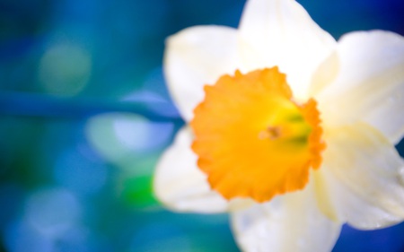 Wonderful blurriness - white, flower, nature, petal