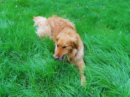 Jazz is back - golden retriever, jazz, dog, grass