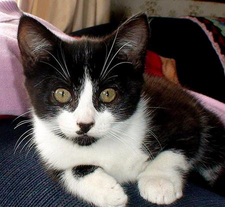 Yes, I am pretty - black and white, pet, pretty, kitten