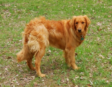 jazz looking back - golden retriever, jazz, cute, dog